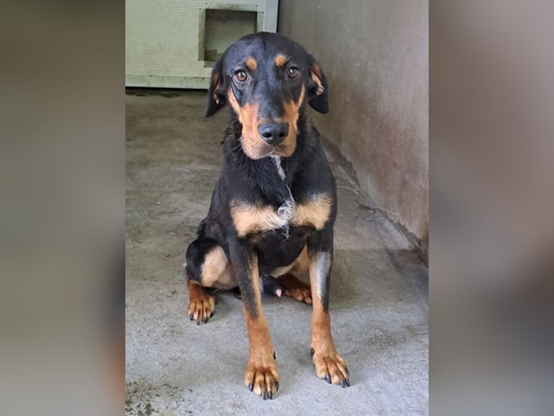 YARO – VORSICHTIGER JUNGHUND MIT SANFTEM WESEN