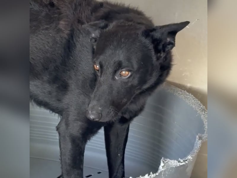PANDA WURDE SCHWER VERLETZT GEFUNDEN
