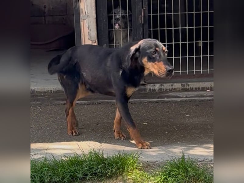 YARO – VORSICHTIGER JUNGHUND MIT SANFTEM WESEN