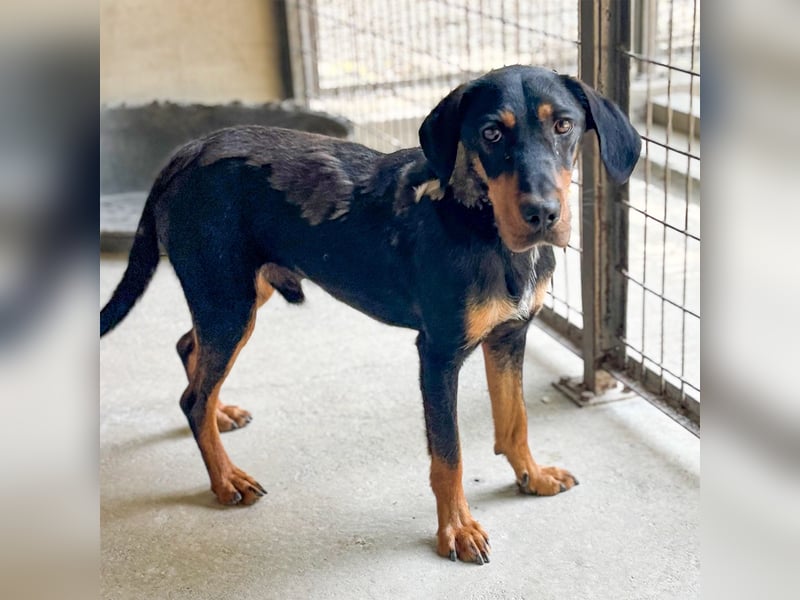 YARO – VORSICHTIGER JUNGHUND MIT SANFTEM WESEN