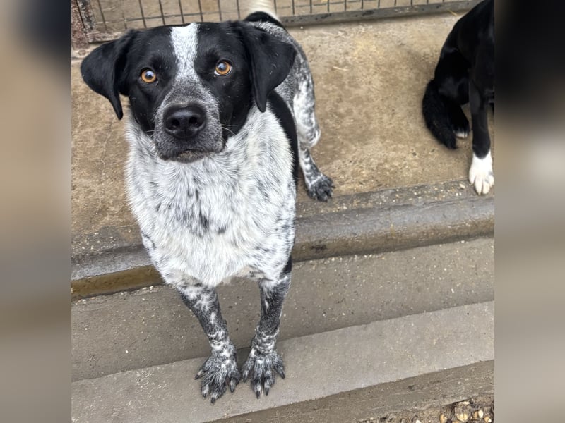 CRONIN WÜNSCHT SICH LIEBE