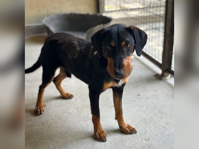 YARO – VORSICHTIGER JUNGHUND MIT SANFTEM WESEN