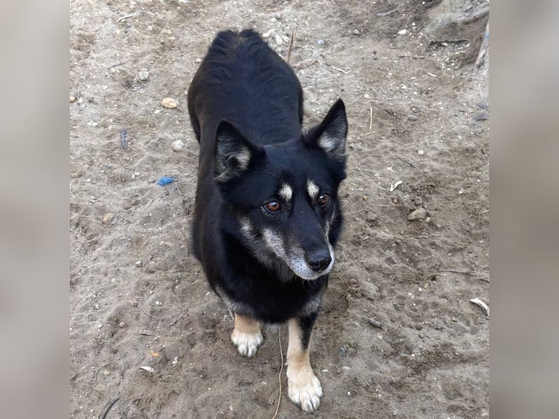 AMALIA- MUSSTE IHR ZUHAUSE VERLASSEN