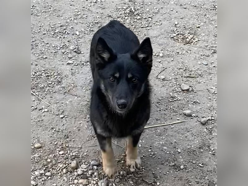 AMALIA- MUSSTE IHR ZUHAUSE VERLASSEN