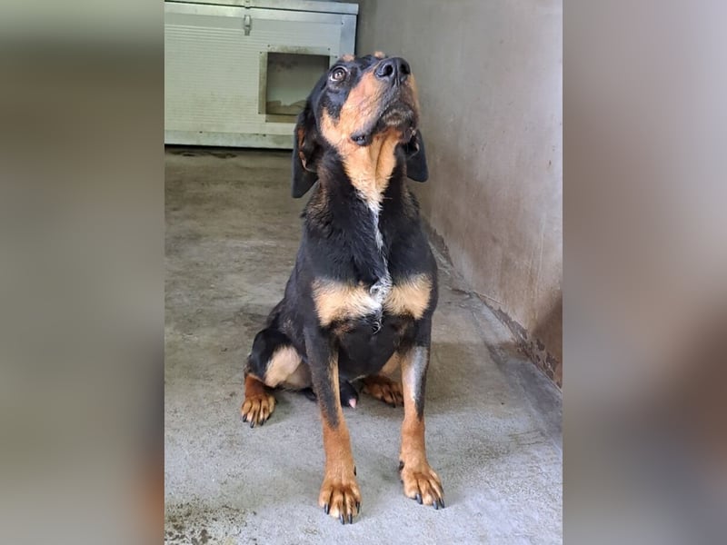 YARO – VORSICHTIGER JUNGHUND MIT SANFTEM WESEN