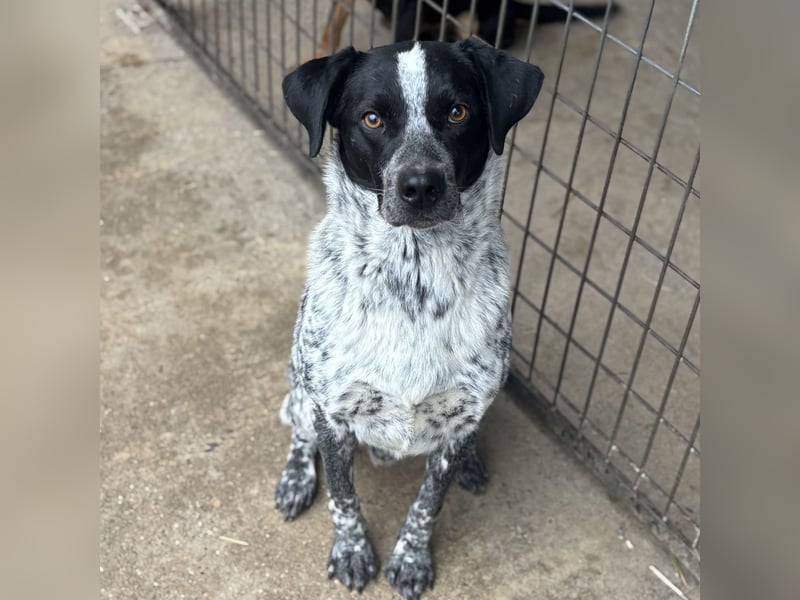 CRONIN WÜNSCHT SICH LIEBE