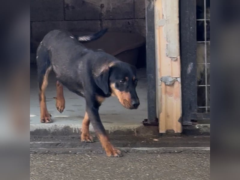 YARO – VORSICHTIGER JUNGHUND MIT SANFTEM WESEN