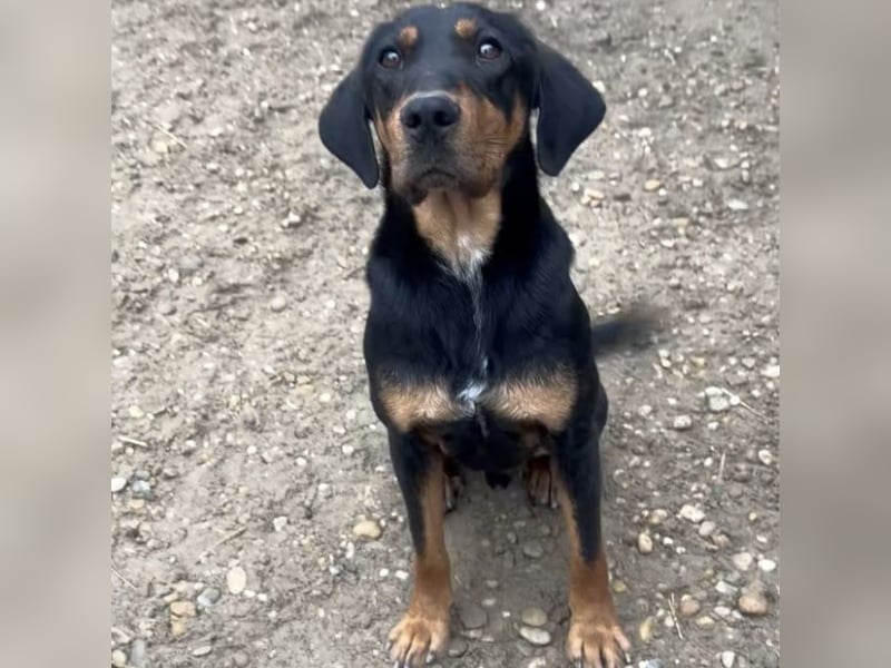 YARO – VORSICHTIGER JUNGHUND MIT SANFTEM WESEN