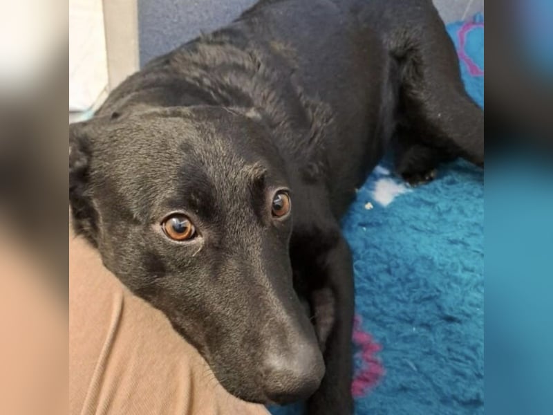 PANDA WURDE SCHWER VERLETZT GEFUNDEN