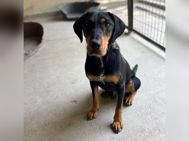 YARO – VORSICHTIGER JUNGHUND MIT SANFTEM WESEN