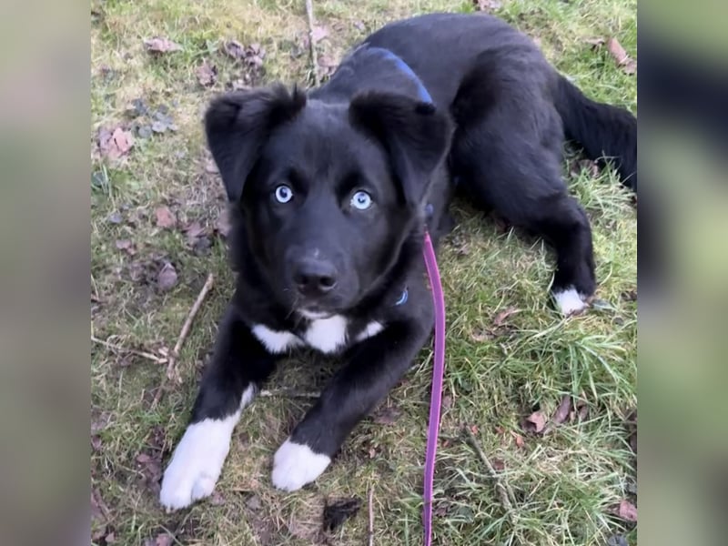 MILAN SUCHT EIN RUHIGES ZUHAUSE