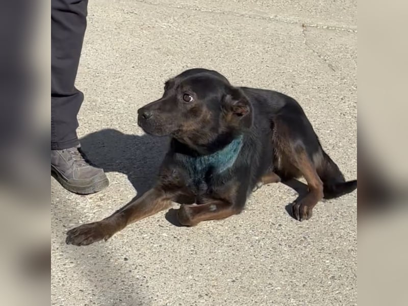 MOANA - HATTE KEINE SCHÖNE VERGANGENHEIT