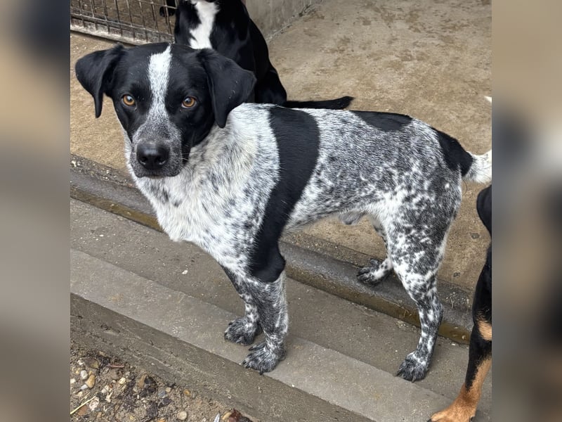 CRONIN WÜNSCHT SICH LIEBE