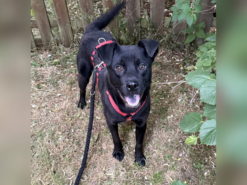 NORTON SUCHT ZUHAUSE