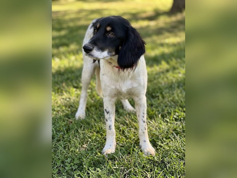 Aranka - Springer-Spaniel Mix, PFST 63667 Nidda/Hessen