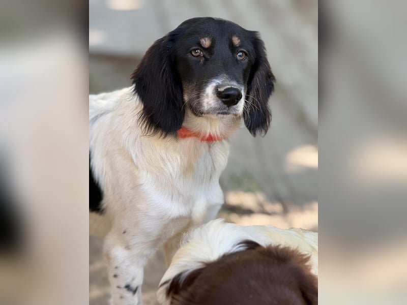 Aranka - Springer-Spaniel Mix, PFST 63667 Nidda/Hessen