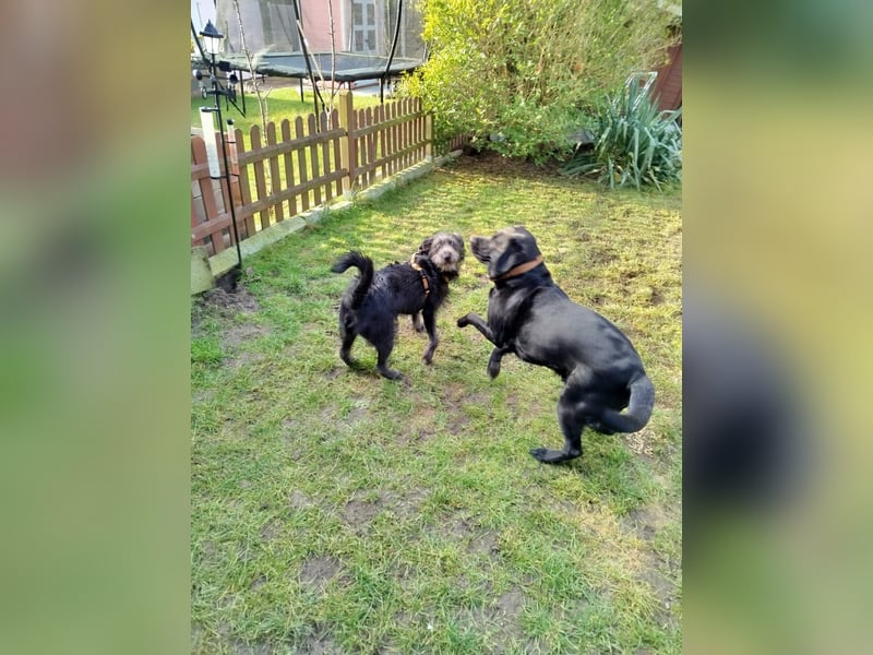 Anton, Schnauzer-Mix - Pflegestelle in 48249 Dülmen