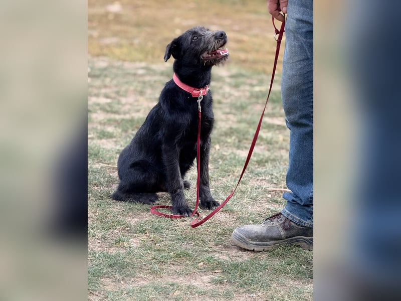 Anton, Schnauzer-Mix - Pflegestelle in 48249 Dülmen
