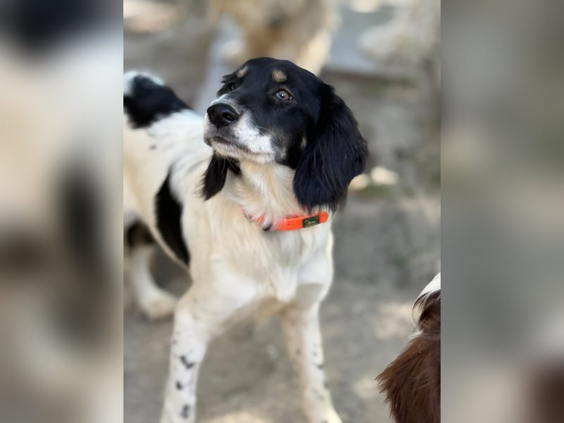 Aranka - Springer-Spaniel Mix, PFST 63667 Nidda/Hessen