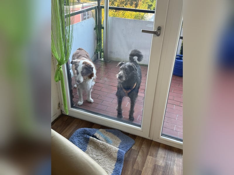 Anton, Schnauzer-Mix - Pflegestelle in 48249 Dülmen