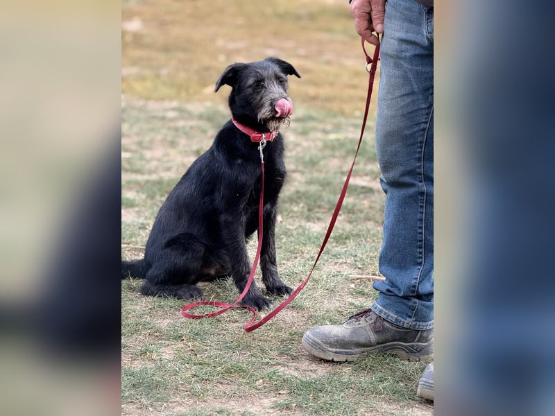 Anton, Schnauzer-Mix - Pflegestelle in 48249 Dülmen