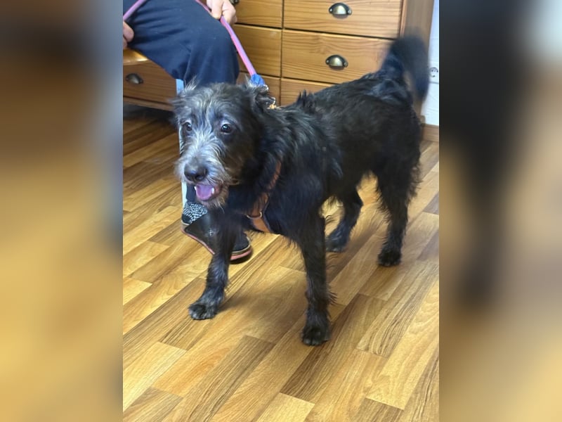 Anton, Schnauzer-Mix - Pflegestelle in 48249 Dülmen