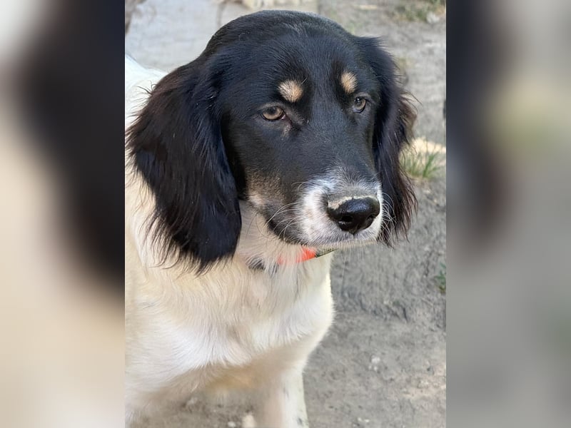 Aranka - Springer-Spaniel Mix, PFST 63667 Nidda/Hessen