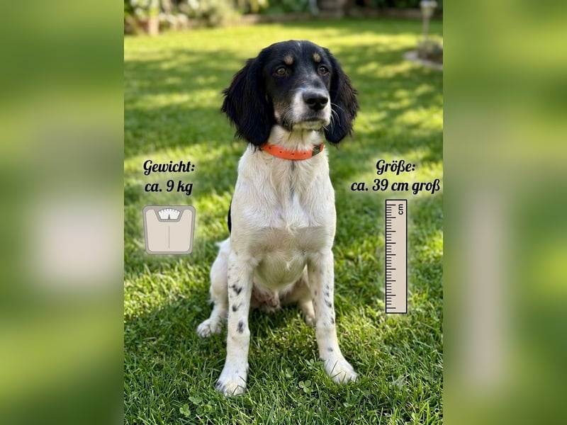 Aranka - Springer-Spaniel Mix, PFST 63667 Nidda/Hessen
