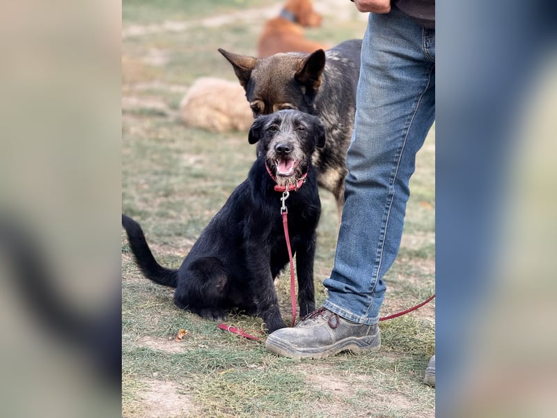 Anton, Schnauzer-Mix - Pflegestelle in 48249 Dülmen