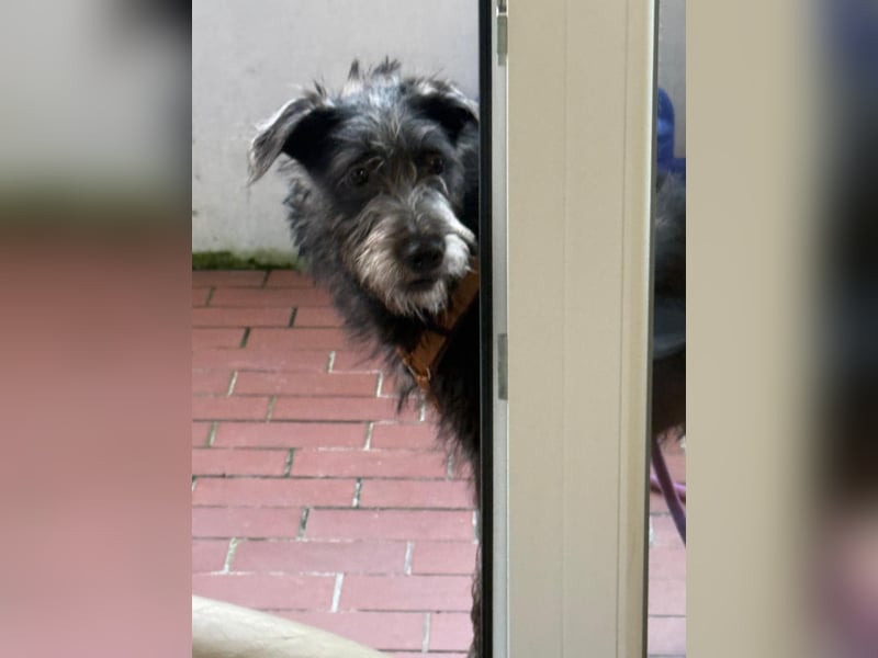 Anton, Schnauzer-Mix - Pflegestelle in 48249 Dülmen