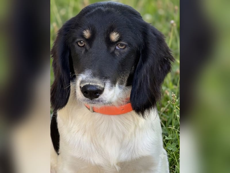 Aranka - Springer-Spaniel Mix, PFST 63667 Nidda/Hessen