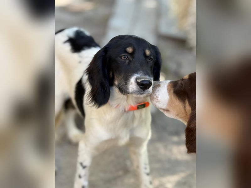 Aranka - Springer-Spaniel Mix, PFST 63667 Nidda/Hessen