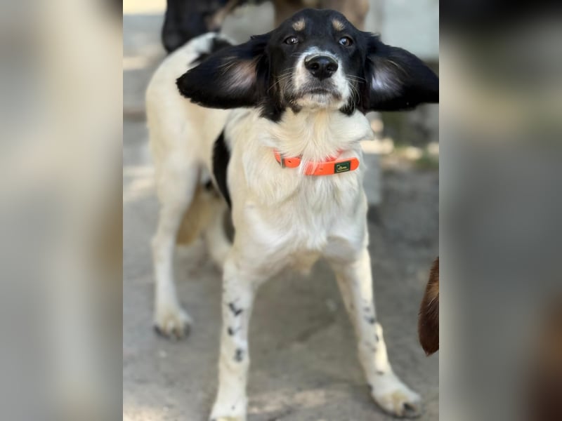 Aranka - Springer-Spaniel Mix, PFST 63667 Nidda/Hessen