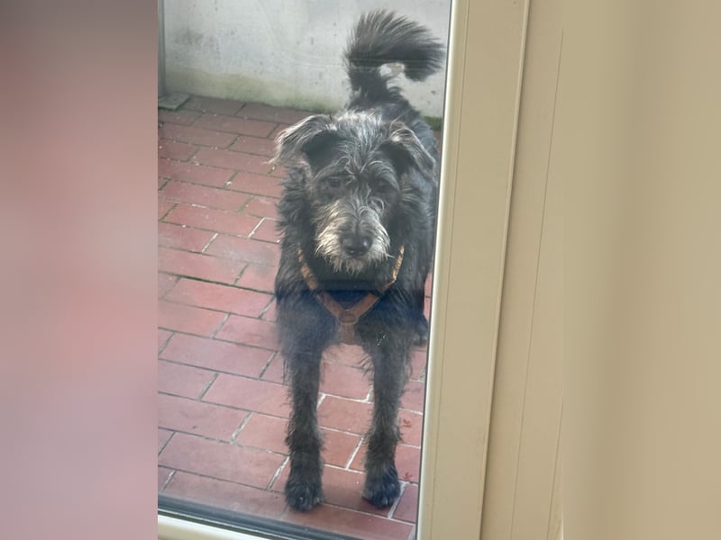 Anton, Schnauzer-Mix - Pflegestelle in 48249 Dülmen