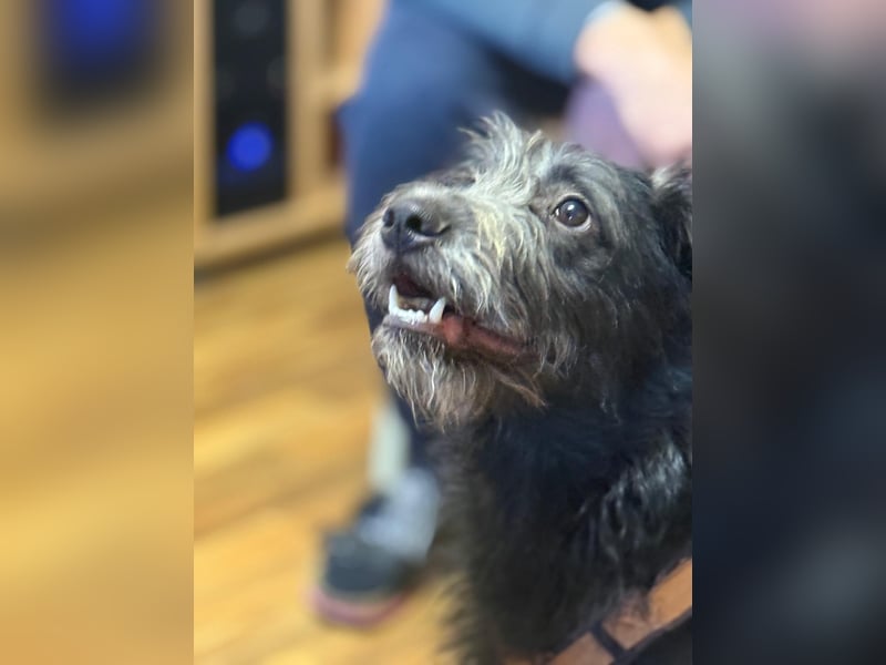 Anton, Schnauzer-Mix - Pflegestelle in 48249 Dülmen