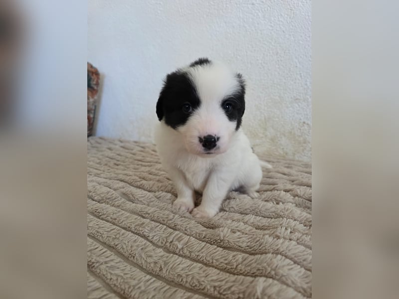 Hund Rüde Tierschutz Welpe Jos Bundesweite Vermittlung