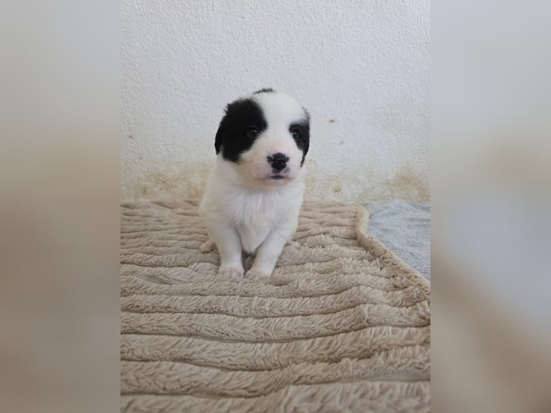 Hund Rüde Tierschutz Welpe Jos Bundesweite Vermittlung