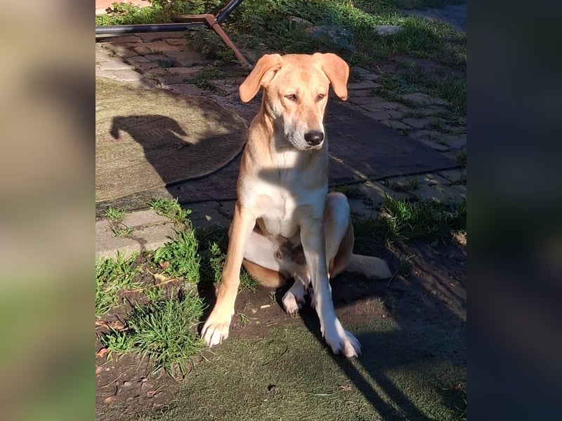 Traumhund Ron Rüde Tierschutz