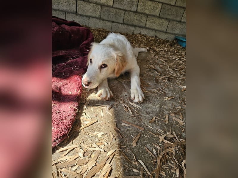 Hund Hündin Welpe Tierschutz Hatty