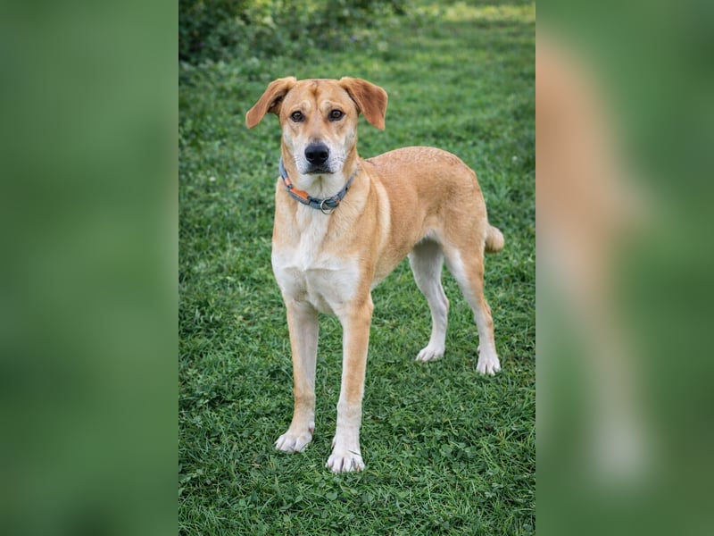 Traumhund Ron Rüde Tierschutz