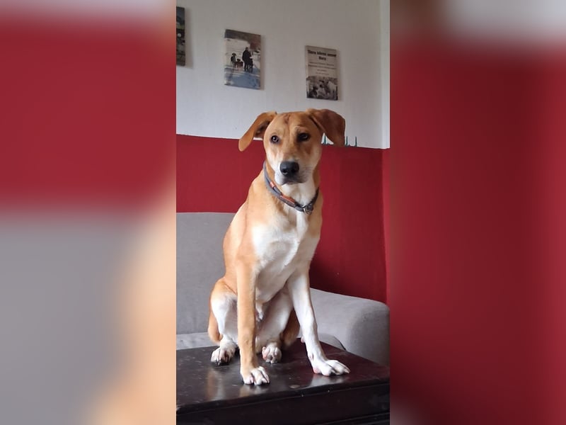 Traumhund Ron Rüde Tierschutz