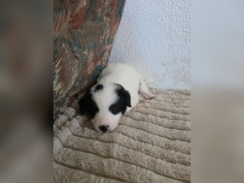 Hund Rüde Tierschutz Welpe Jos Bundesweite Vermittlung