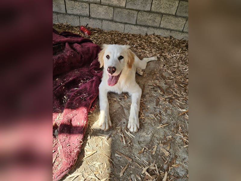 Hund Hündin Welpe Tierschutz Hatty