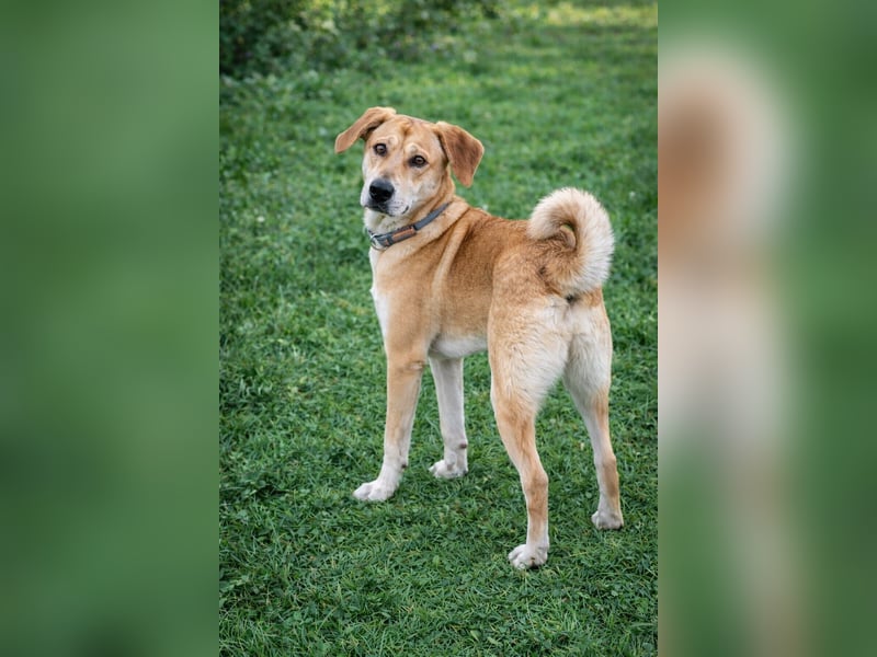 Traumhund Ron Rüde Tierschutz