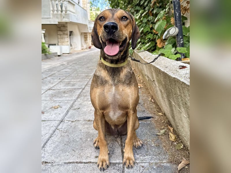 Hund Rüde Tierschutz Bundesweite Vermittlung