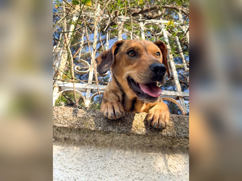 Hund Rüde Tierschutz Bundesweite Vermittlung