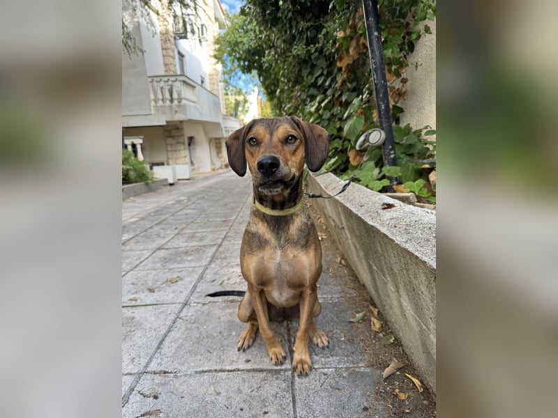 Hund Rüde Tierschutz Bundesweite Vermittlung