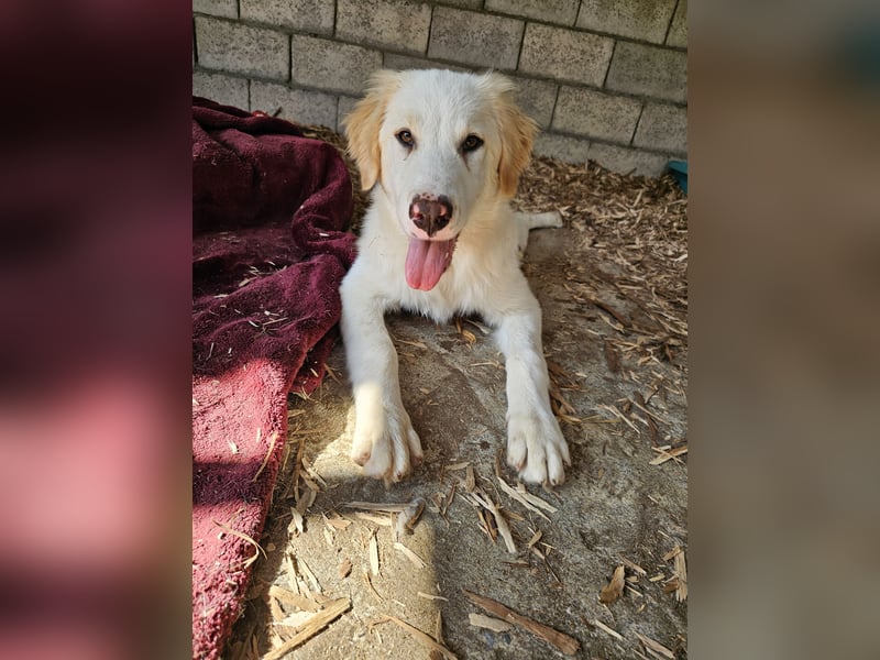 Hund Hündin Welpe Tierschutz Hatty