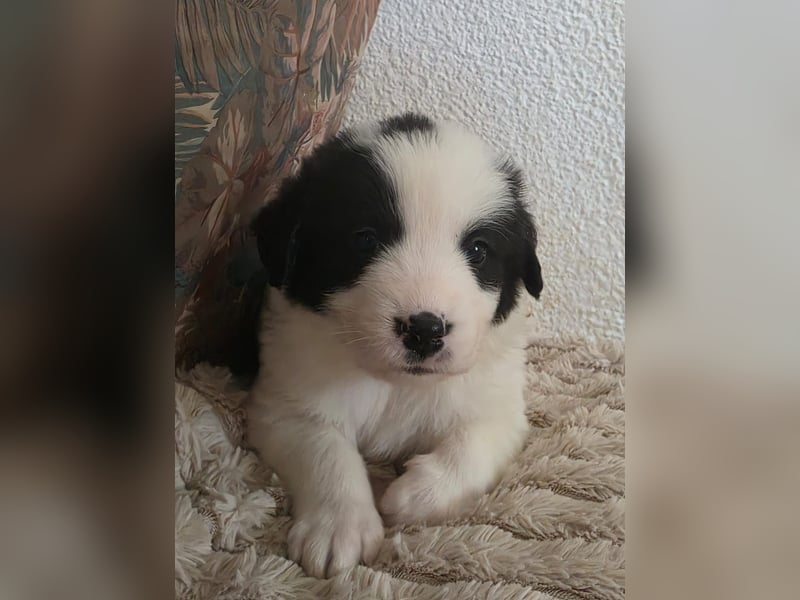 Hund Rüde Tierschutz Welpe Jos Bundesweite Vermittlung