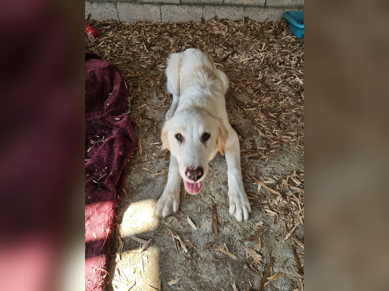 Hund Hündin Welpe Tierschutz Hatty